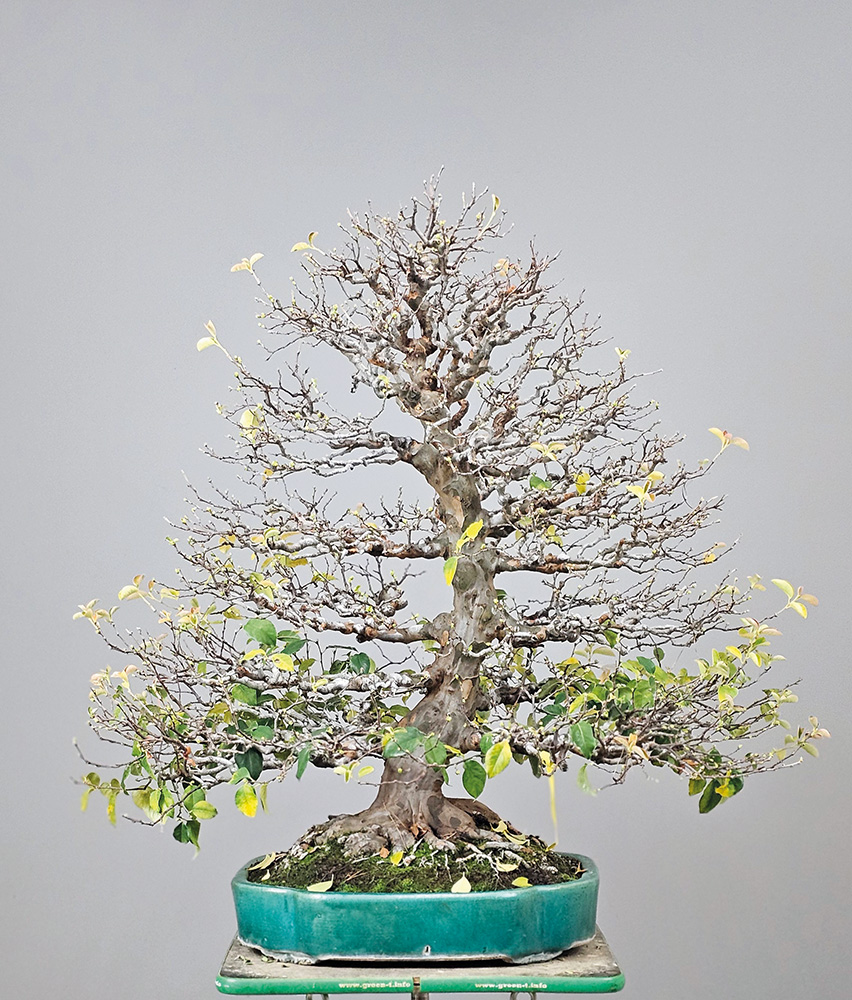 BONSAI ART 191: Unser Holzquitte (Pseudocydonia sinensis)
