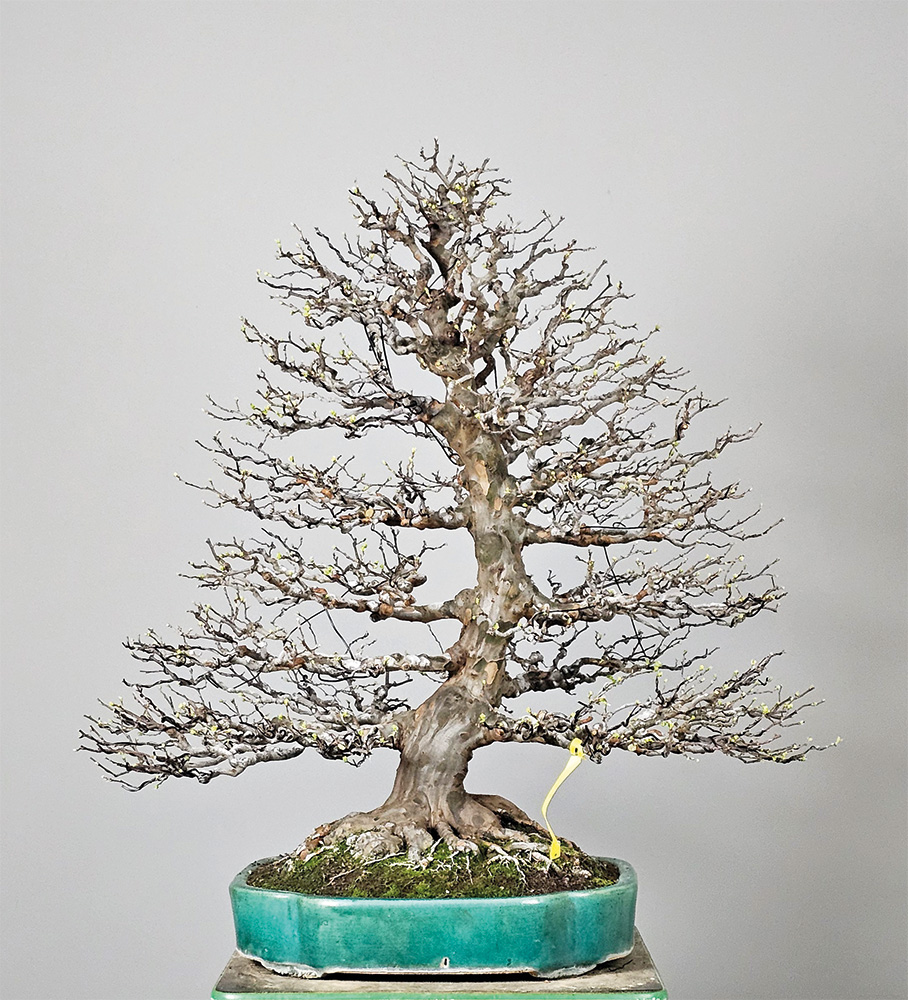 BONSAI ART 191: Unser Titelbaum Holzquitte (Pseudocydonia sinensis)