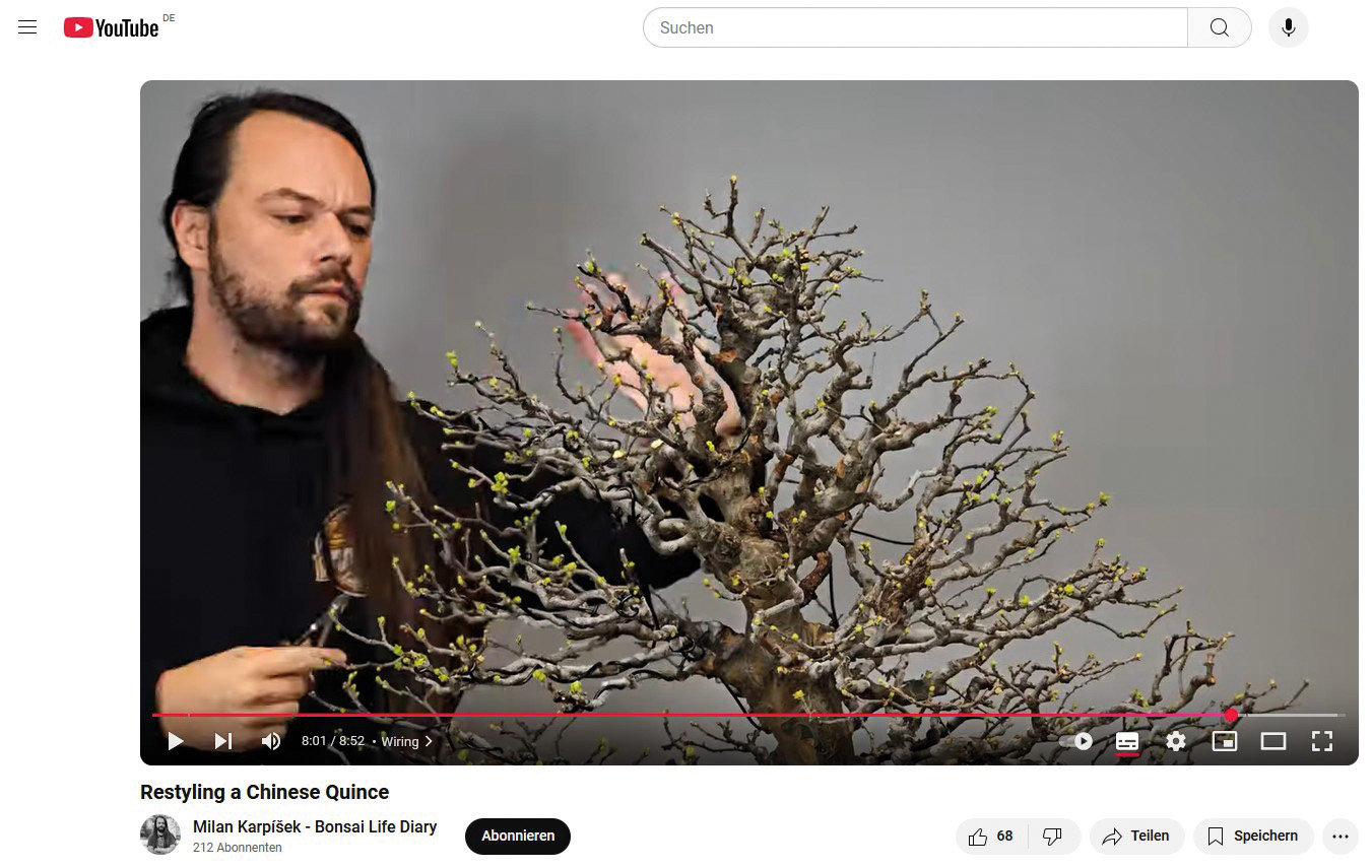 BONSAI ART 191: Unser Titelbaum Holzquitte (Pseudocydonia sinensis)