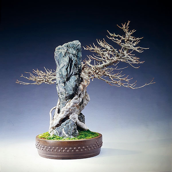 BONSAI ART 181: Unser Titelbaum Dreispitz-Ahorn auf Fels (Acer buergerianum ’Miyasama Yatsubusa‘)