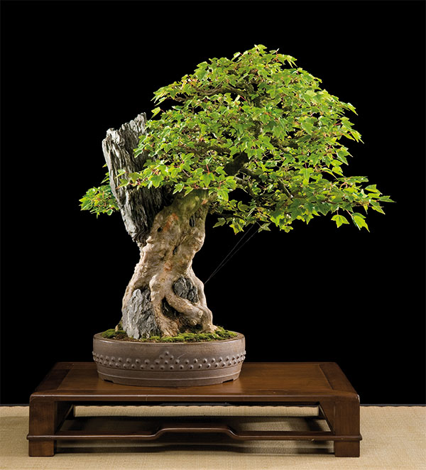 BONSAI ART 181: Unser Titelbaum Dreispitz-Ahorn auf Fels (Acer buergerianum ’Miyasama Yatsubusa‘) 