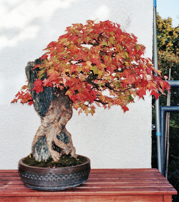 BONSAI ART 181: Unser Titelbaum Dreispitz-Ahorn auf Fels (Acer buergerianum ’Miyasama Yatsubusa‘)