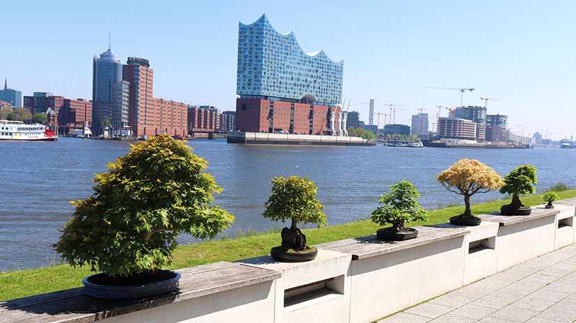 Bonsaikunst Hamburg