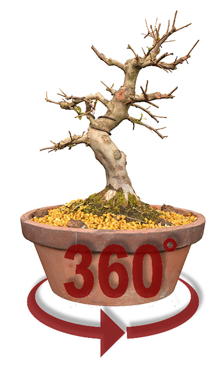 3D-Ansicht - Die Erstgestaltung einer Satsuki-Azalee aus BONSAI ART 149