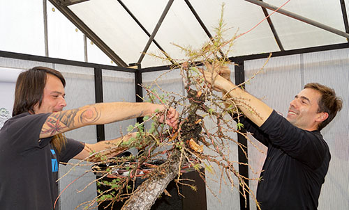Bonsai Museum Heidelberg