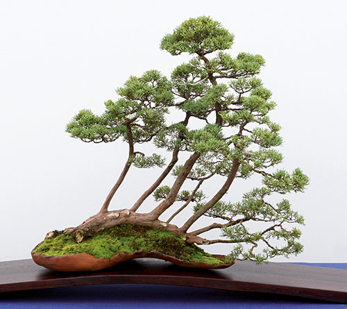 Bonsai Museum Heidelberg