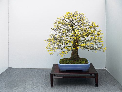 Hai Yama Ten 2018: Kornelkirsche (Cornus mas) von Udo Fischer