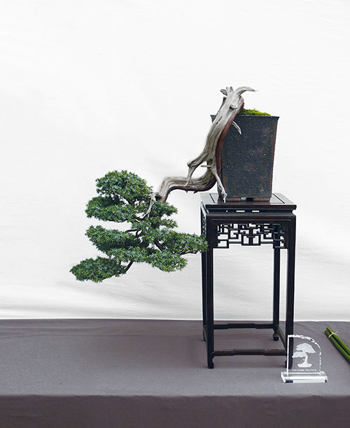 Hai Yama Ten 2018: Gemeiner Wacholder (Juniperus communis), Auszeichnung als „Bester Yamadori“
