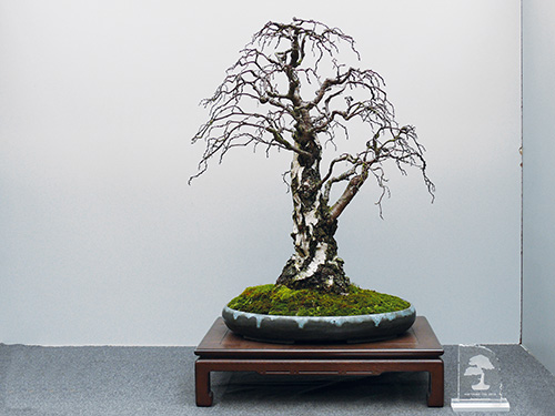 Hai Yama Ten 2018: Birke (Betula pendula), Auszeichnung als „Bester Laubbaum“