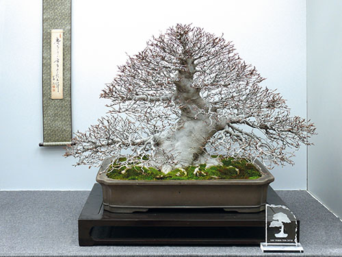 Hau Yama Ten 2018: Kerb-Buche (Fagus crenata), Auszeichnung als „Bester Baum der Ausstellung“