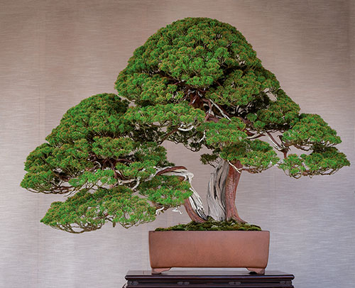 Chin. Wacholder (Juniperus chinensis var. sargentii)