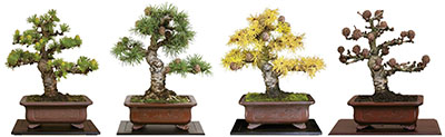 BONSAI Laerchen 