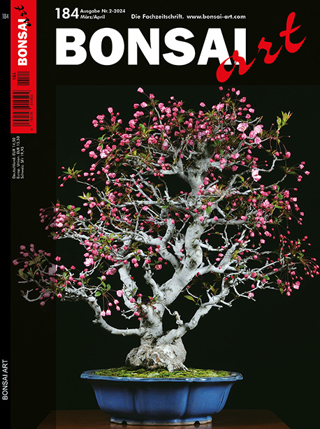 BONSAI ART 184