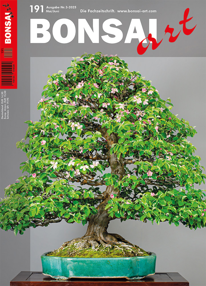 BONSAI ART 191