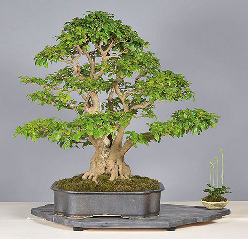 BONSAI ART Interview Marc Berenbrinker