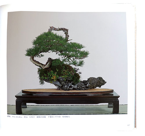 Gebraucht BONSAI Kokufu Ausstellung Japanisch Kunst Foto Buch Denkmal 61th