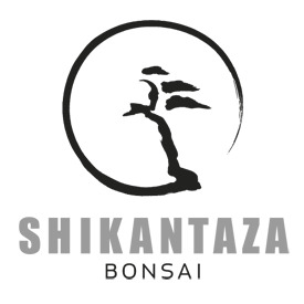 Shikantaza Bonsai Shikantaza Bonsai