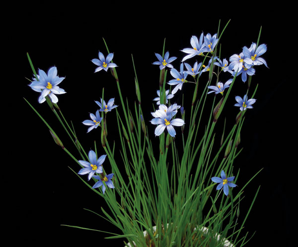 Blaue Binsenlilie oder Grasschwertel (Sisyrinchium angustifolium)
