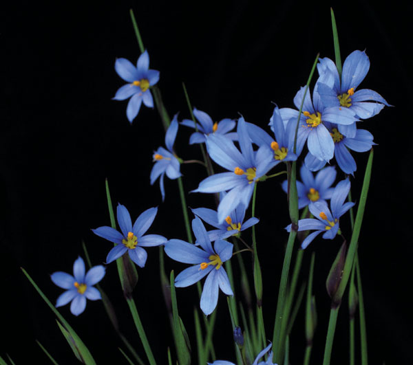  Blaue Binsenlilie oder Grasschwertel (Sisyrinchium angustifolium)
