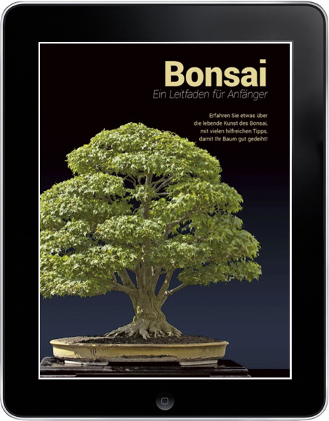 Bonsai – Ein Leitfaden für Anfänger