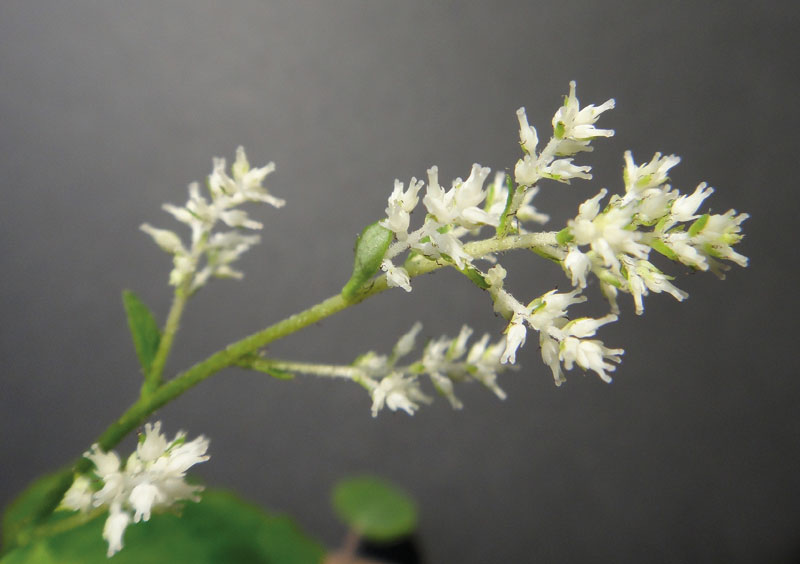 Die Blüten der Japanischen Schaum-Blüte (Tanakaea radicans)