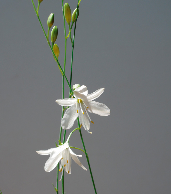 Blüte der Rispigen Graslilie (Anthericum ramosum)