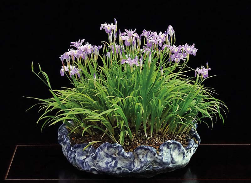 Japanische Zwerg-Schwertlilie (Iris gracilipes)