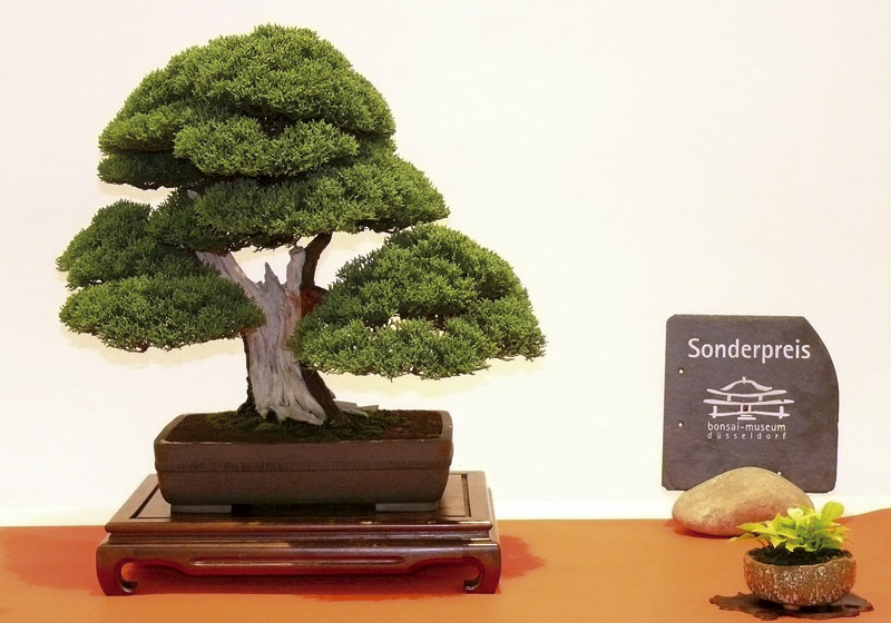 Der einzige Baum mit Auszeichnung, ein Chin. Wacholder von Frank Polster, erhielt den Sonderpreis des Bonsaimuseums Düsseldorf. Ansonsten wurde auf Auszeichnungen verzichtet, um den Wettbewerbsgedanken ein wenig in den Hintergrund treten zu lassen