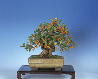 Kumquat – Fortunella