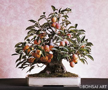 Malus Baccata Apfelbaum Von Sibirien Saatgut Seeds Geeignet Für Bonsai 