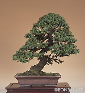 BONSAI ART - Picea – Fichte