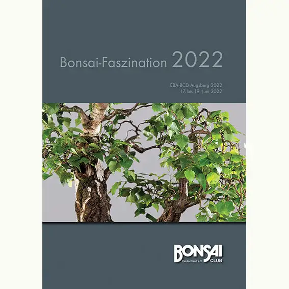 can i grow a bonsai tree indoors Ficus Ginseng – Sculptural Indoor Bonsai Tree – Happy Houseplants