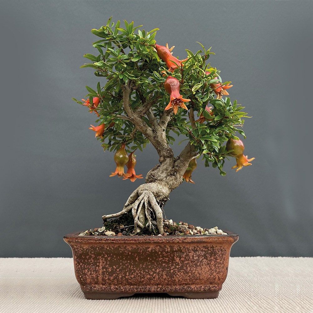 Shohin des Monats - Granatapfel - BONSAI Art